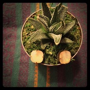 💎Golden Smokey Swarovski crystal earrings 💎